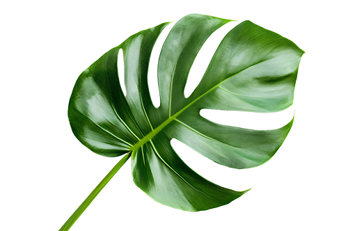 modulgamma-foglia-sx